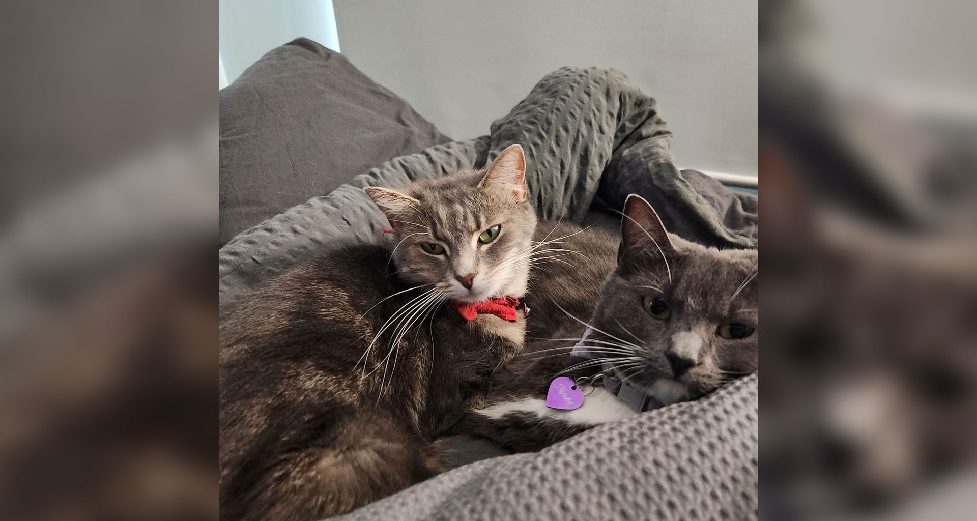 Zen protocol: could it be right for your animal?